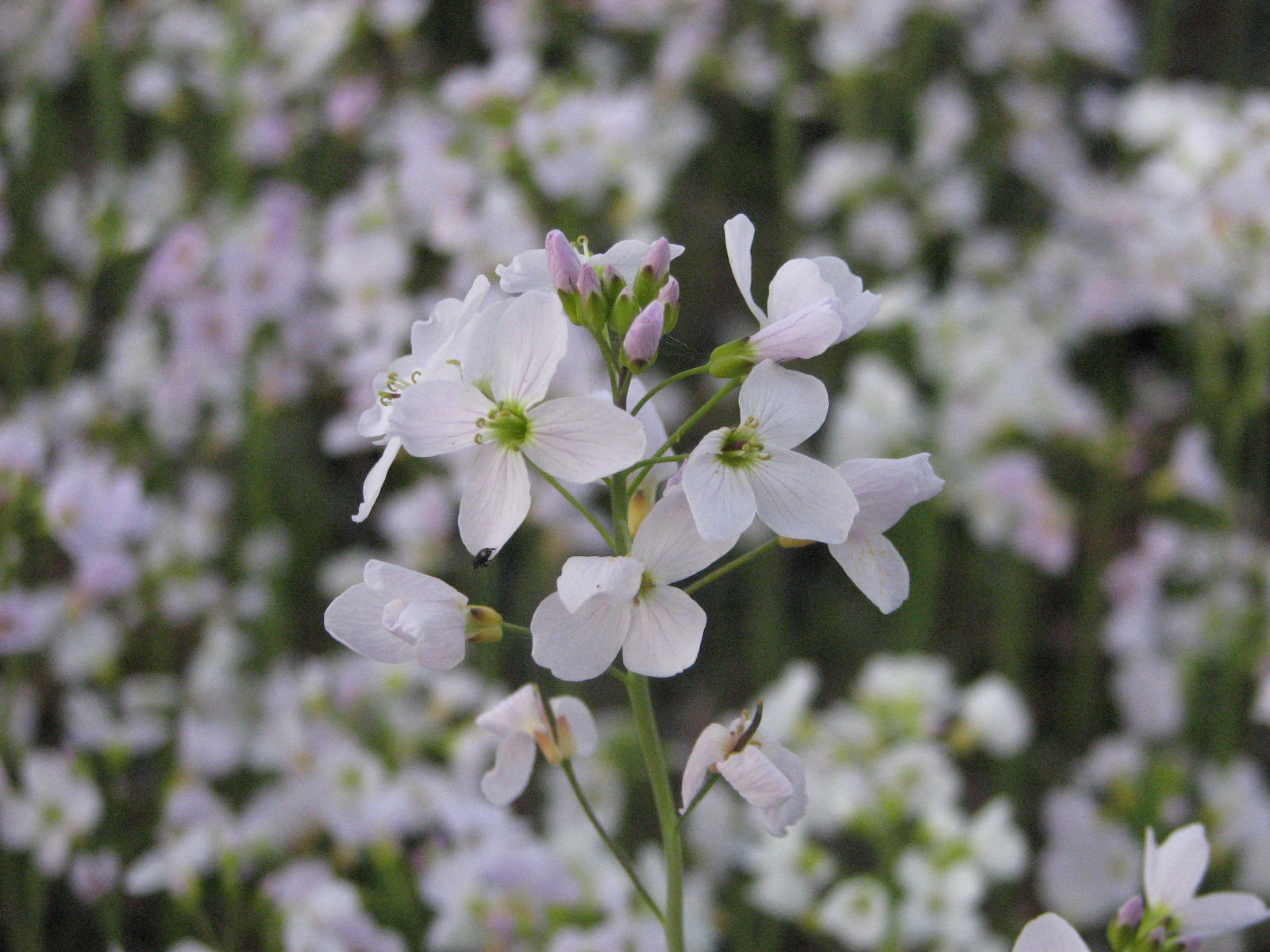 Cardamine pratensis