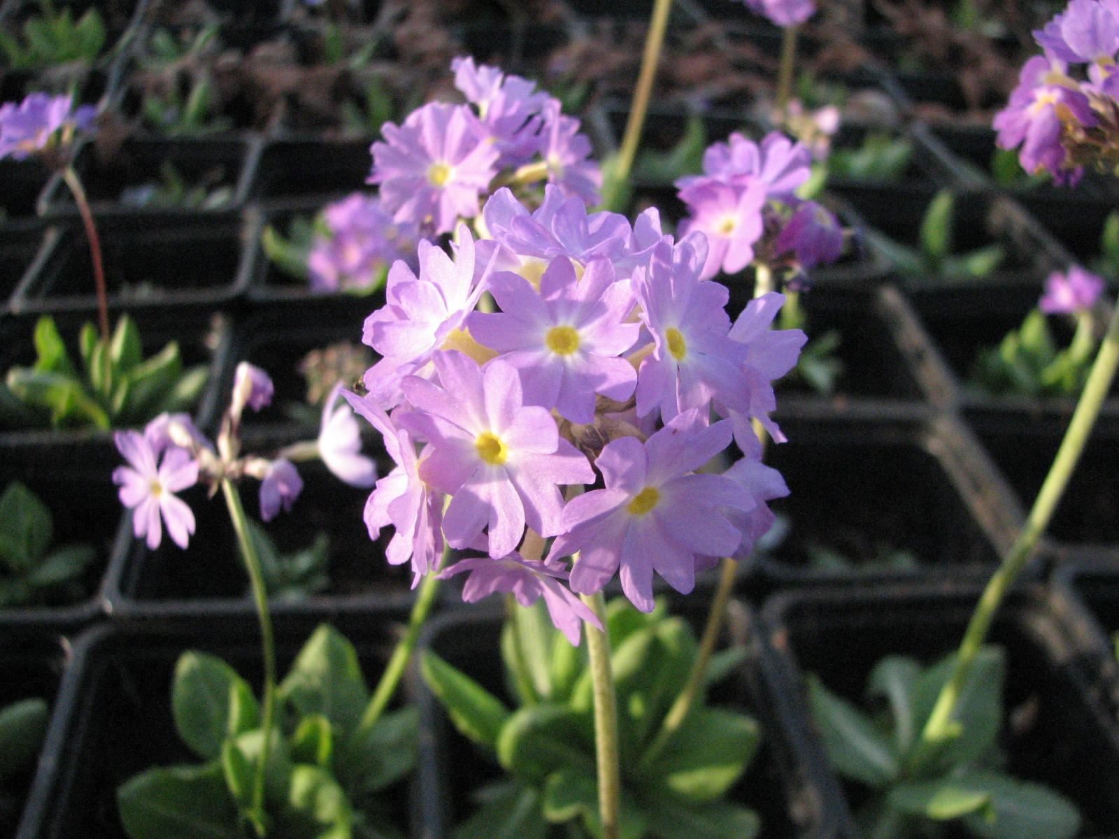 Primula denticulata �Liliac�