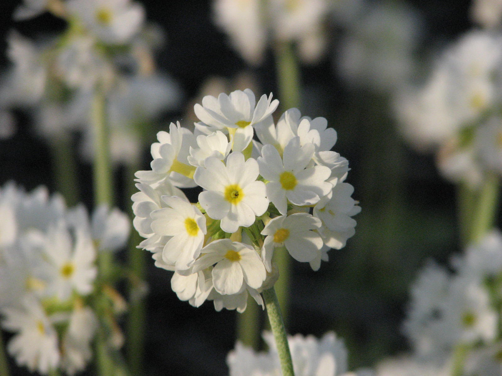 Primula denticulata �Alba�
