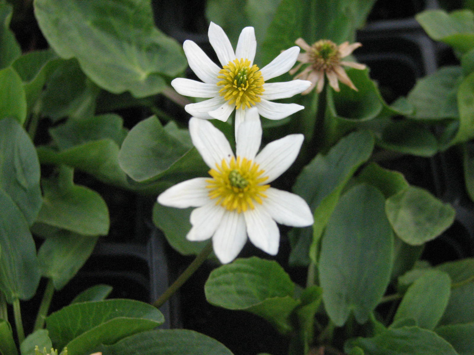 Caltha leptosepala