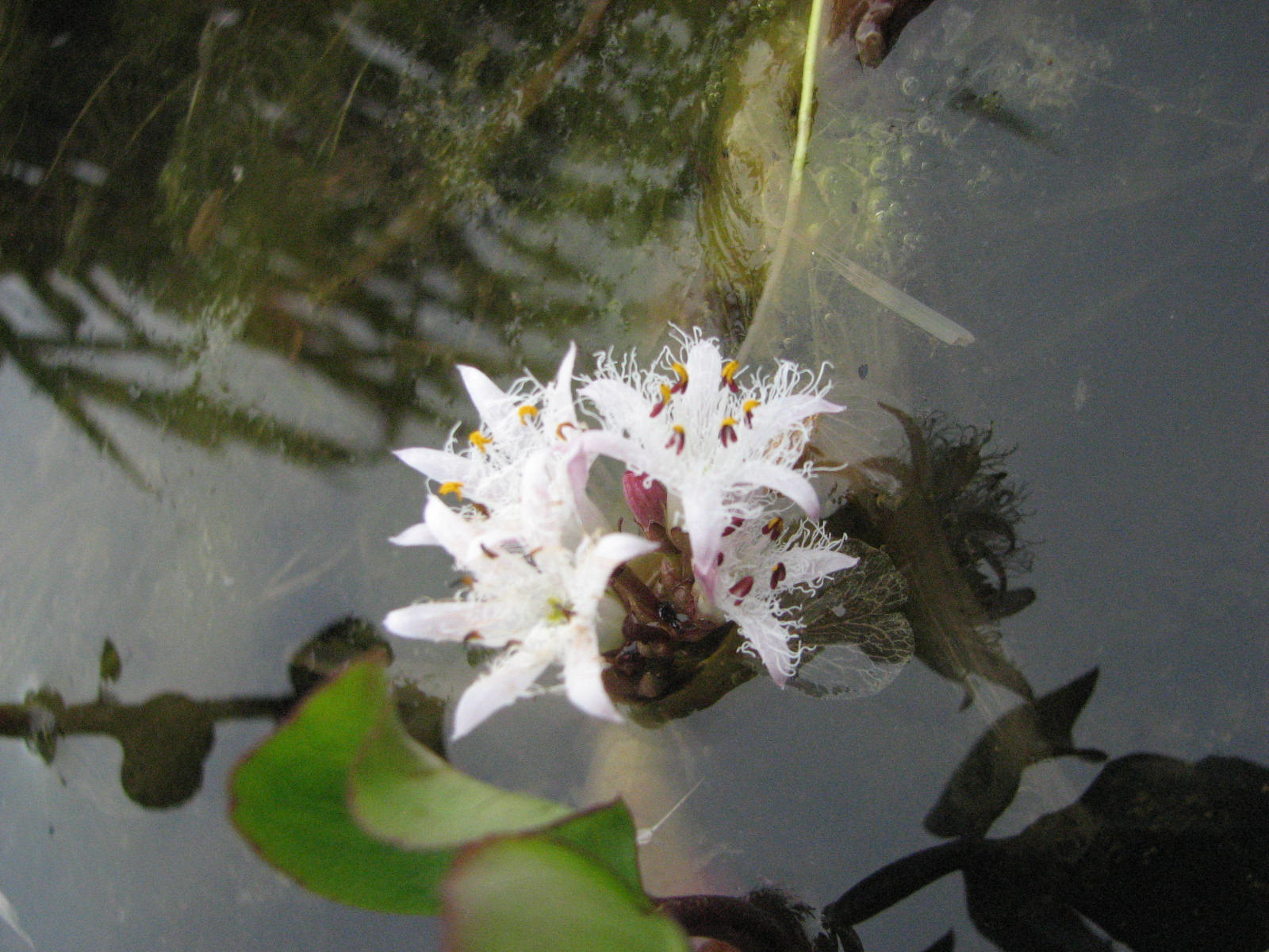 Menyanthes trifoliata