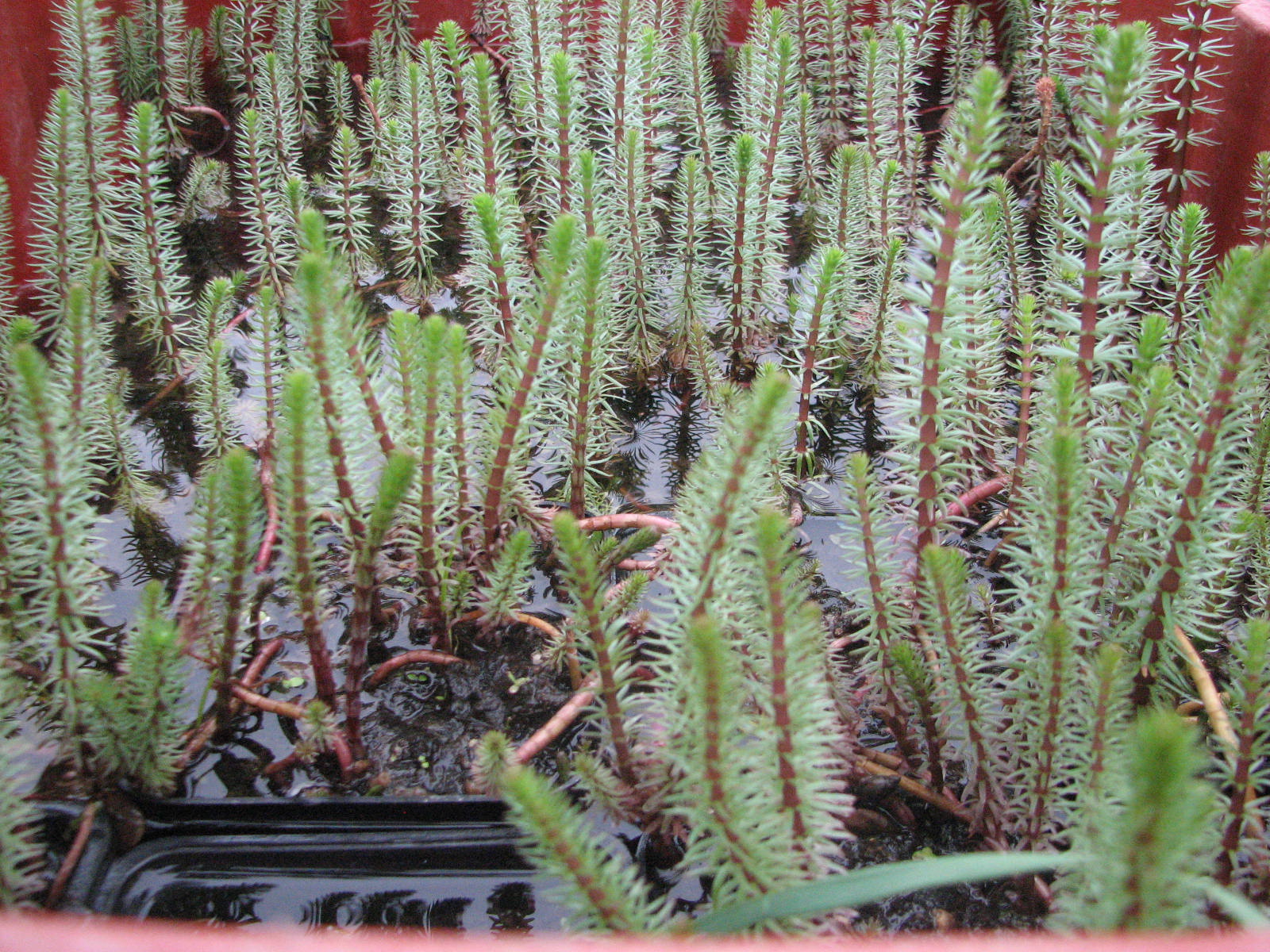 Hippuris vulgaris