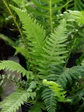 Dryopteris thelypteris Dryopteris thelypteris