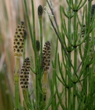 Equisetum palustre Equisetum palustre