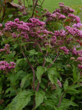 Eupatorium cannabinum Eupatorium cannabinum