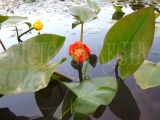 Nuphar japonica ´Rubraticum´ Nuphar japonica ´Rubraticum´