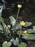 Nuphar japonica ´Variegatus´