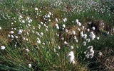 Eriophorum vaginatum
