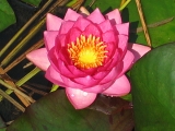 Nymphaea ´James Brydon´ - květuschopný