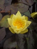Nymphaea ´Pygmaea Helvola´ Nymphaea ´Pygmaea Helvola´