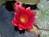 Nymphaea ´Pygmaea Rubra´ Nymphaea ´Pygmaea Rubra´