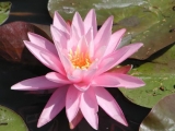 Nymphaea ´Rose Arey´ Nymphaea ´Rose Arey´