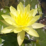 Nymphaea ´Sulphurea´ Nymphaea ´Sulphurea´