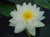 Nymphaea tuberosa ´Richardsonii´ Nymphaea tuberosa ´Richardsonii´