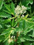 Filipendula ulmaria Filipendula ulmaria
