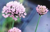 Allium palustris Allium palustris