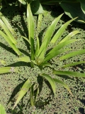Stratiotes aloides Stratiotes aloides