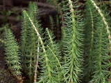 Hippuris vulgaris Hippuris vulgaris