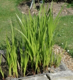 Acorus calamus