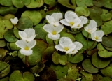 Hydrocharis morsus-ranae Hydrocharis morsus-ranae