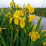 Iris pseudacorus Iris pseudacorus