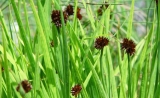 Juncus ensifolius