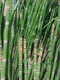 Equisetum hyemale Equisetum hyemale