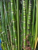 Equisetum hyemale ´Robustum´ Equisetum hyemale ´Robustum´