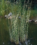 Scirpus tabernaemantani ´Zebrinus´