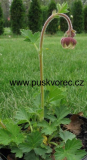 Geum rivale Geum rivale