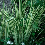 Acorus calamus ´Variegatus´ Acorus calamus ´Variegatus´