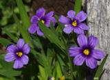 Sisyrinchium bellum Sisyrinchium bellum
