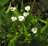 Baldelia ranunculoides Baldelia ranunculoides