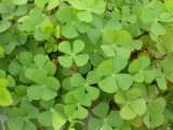 Marsilea quadrifolia Marsilea quadrifolia
