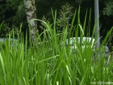 Glyceria maxima Glyceria maxima