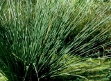 Juncus inflexus (glaucus)