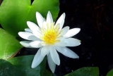 Nymphaea ´Hever White´