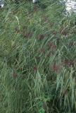 Phragmites australis ´Variegatus´