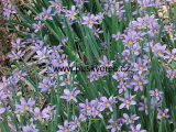 Sisyrinchium angustifolium Sisyrinchium angustifolium
