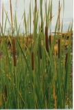 Typha latifolia