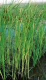 Typha laxmannii