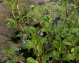 Veronica beccabunga
