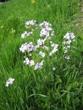 Cardamine pratensis Cardamine pratensis