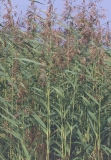 Phragmites australis