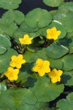 Nymphoides peltata Nymphoides peltata