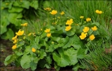 Caltha palustris Caltha palustris