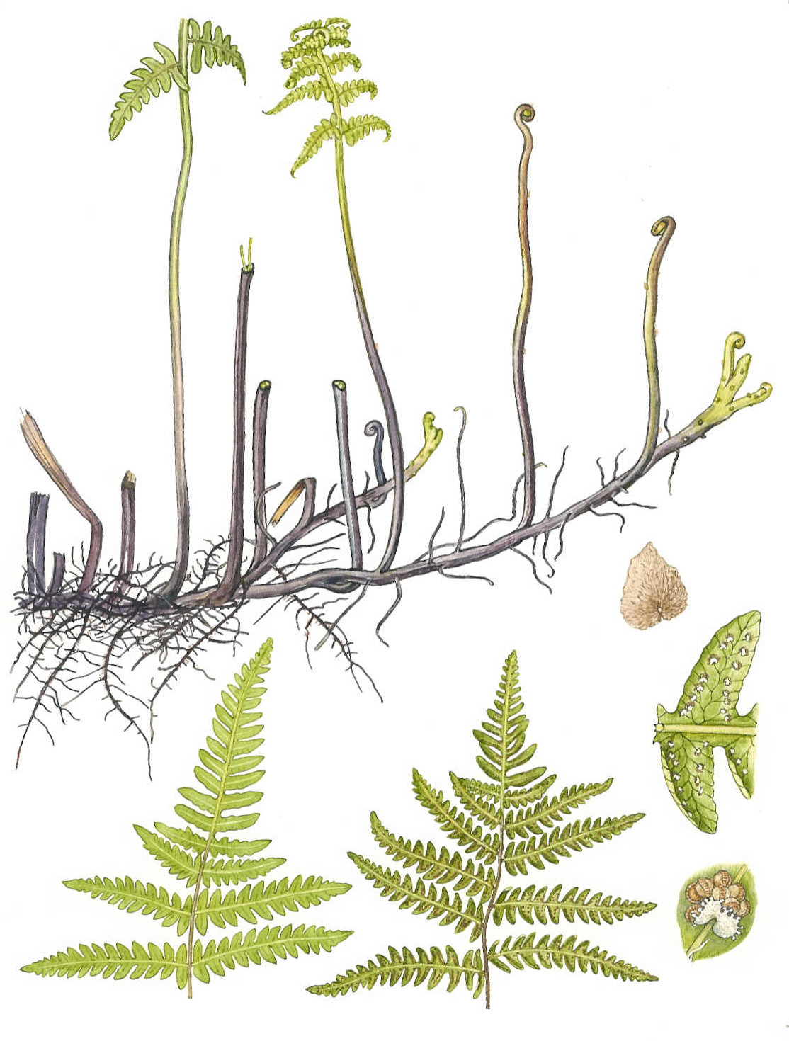 Dryopteris thelypteris - 1 Dryopteris thelypteris - 1