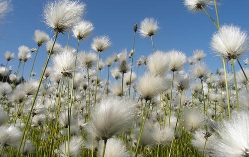 Eriophorum vaginatum - 1 Eriophorum vaginatum - 1