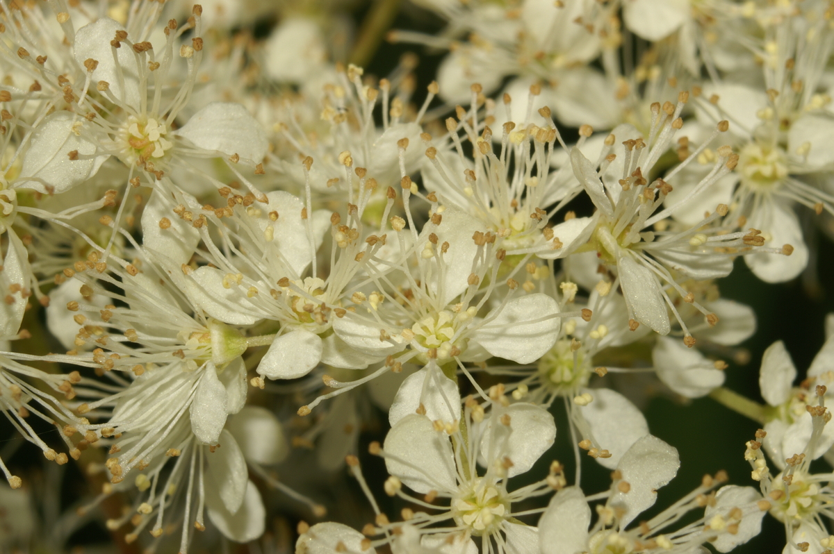 Filipendula ulmaria - 1 Filipendula ulmaria - 1