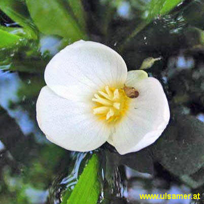 Stratiotes aloides - 1 Stratiotes aloides - 1